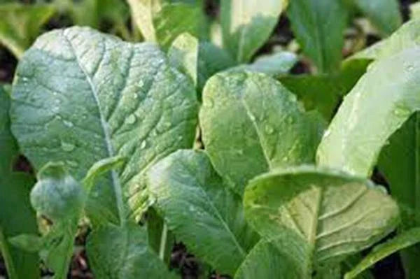 Mustard Greens Seeds, Tendergreen, Heirloom, Non-GMO, 25+ Seeds, Green, Brassica juncea
