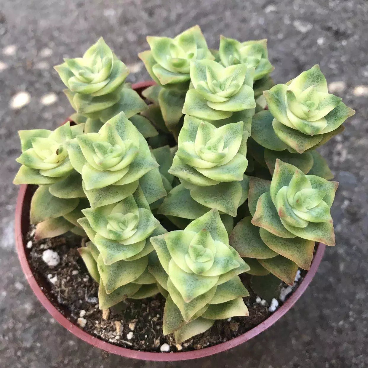 Crassula Perforata Variegata - String of Buttons - 2" Diameter Plants - Succulent Variety
