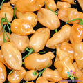 Habanero Peach Hot Pepper Seeds - 25+ Count for Gardening - Capsicum chinense - USA Grown, Free Shipping