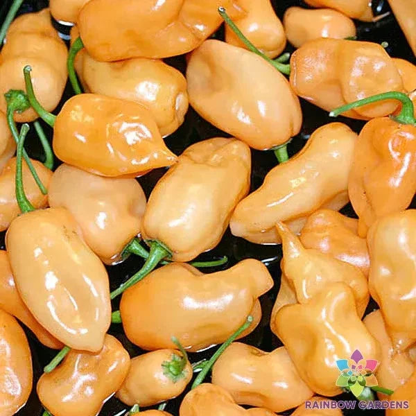 Habanero Peach Hot Pepper Seeds - 25+ Count for Gardening - Capsicum chinense - USA Grown, Free Shipping