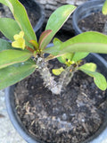 Dwarf Crown of Thorns Plant - Pastel Yellow Flower - Euphorbia milii - Live Cactus Succulent, Indoor/Outdoor Decor