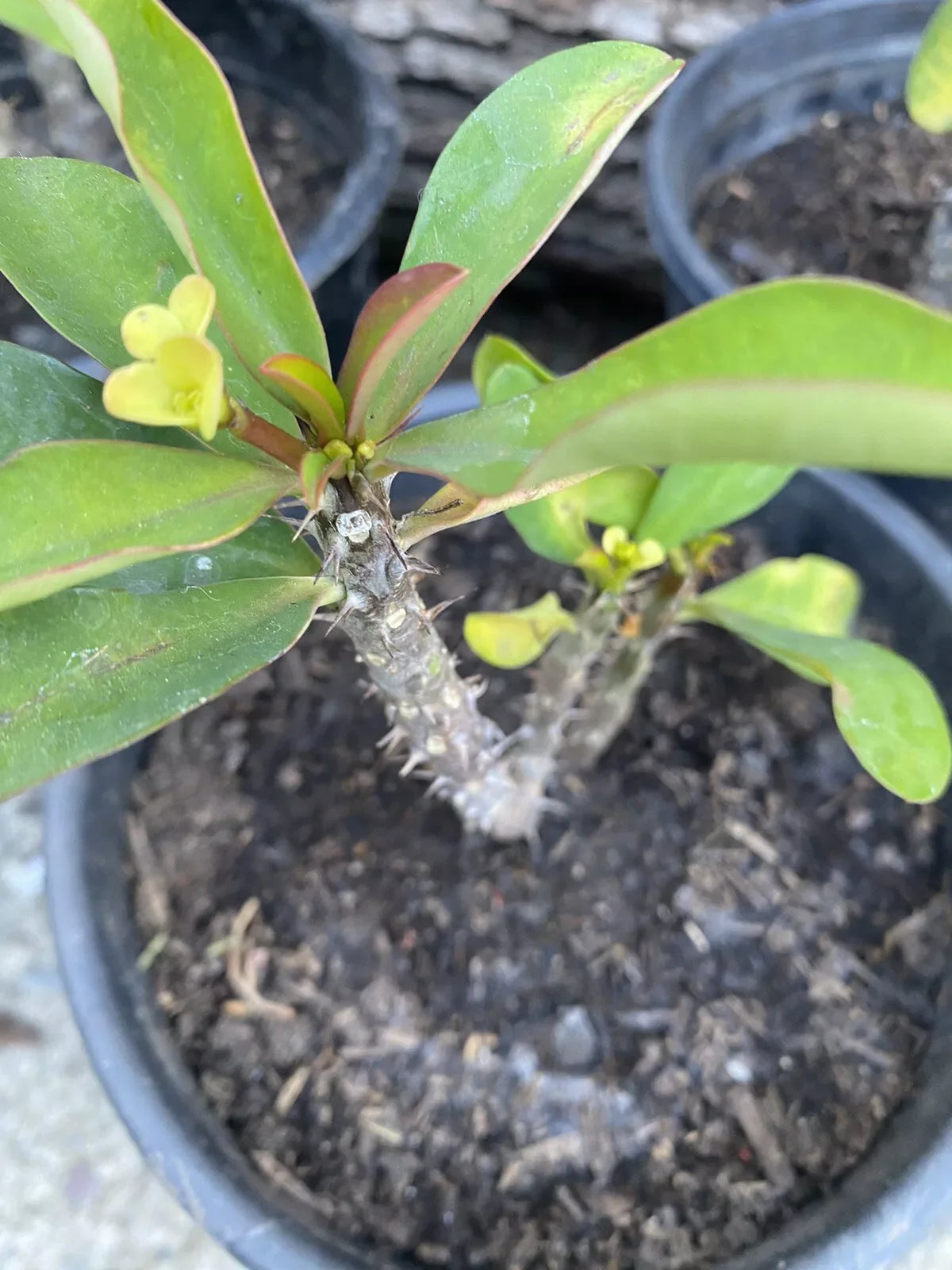 Dwarf Crown of Thorns Plant - Pastel Yellow Flower - Euphorbia milii - Live Cactus Succulent, Indoor/Outdoor Decor