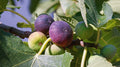 Ronde de Bordeaux Fig Seeds - 100+ Seeds for Garden Planting - Ficus carica - USA, Fast Shipping
