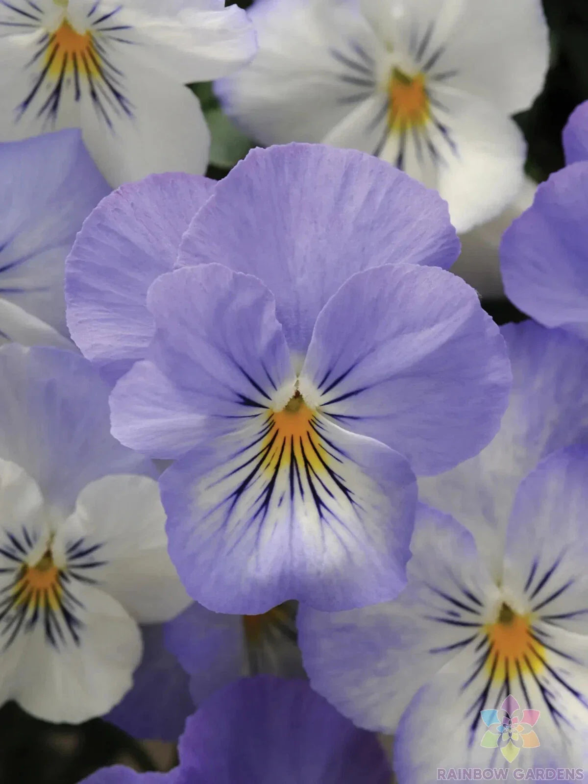 Frost Pansy Seeds - 200+ Count - Plentifall Variety - Viola - USA Grown - Free Shipping