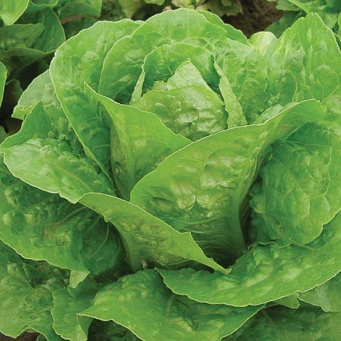 Genuine Parris Island Cos Romaine Lettuce Seeds - 4g - First-Rate Variety - Ideal for Home Gardening - Lactuca sativa