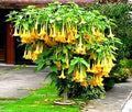 Yellow Trumpetbush Seeds - 20 Count - Rare Exotic Variety - Tecoma stans
