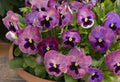 Pansy Seeds - 50 Delta Premium Persian Medley Flower Seeds - Violas, Colorful Garden Plants