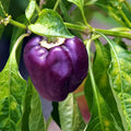 Sweet Purple Beauty Pepper Seeds - 500 Count - Capsicum annuum - Mild Flavor, Compact Plants, Colorful Garden Feature