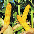 Wapsie Valley Grazing Corn Seeds - Open Pollinated Yellow - Zea mays - Ideal for 2025 Planting