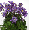 Columbine Perennial Bare Root Plant - Blue Flowers - Aquilegia - Fast-Growing Flowering Garden Plant - Easy Care