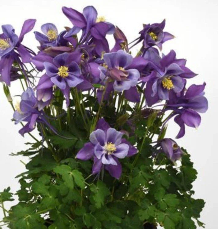 Columbine Perennial Bare Root Plant - Blue Flowers - Aquilegia - Fast-Growing Flowering Garden Plant - Easy Care