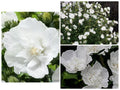 Heirloom White Chiffon Double Rose of Sharon Hibiscus Flower Seeds - 25+ Seeds