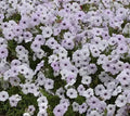 Petunia Seeds, 10 Pelleted Seeds, Tidal Wave Silver, Petunia × atkinsiana