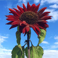 Red Sun Sunflower Seeds - 50+ Heirloom Non-GMO - Rare Variety - Helianthus annuus