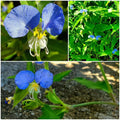 Spiderwort Day Lily Plants - Fresh Cuttings, Wandering Jew Blue, Easy Care, Tradescantia zebrina