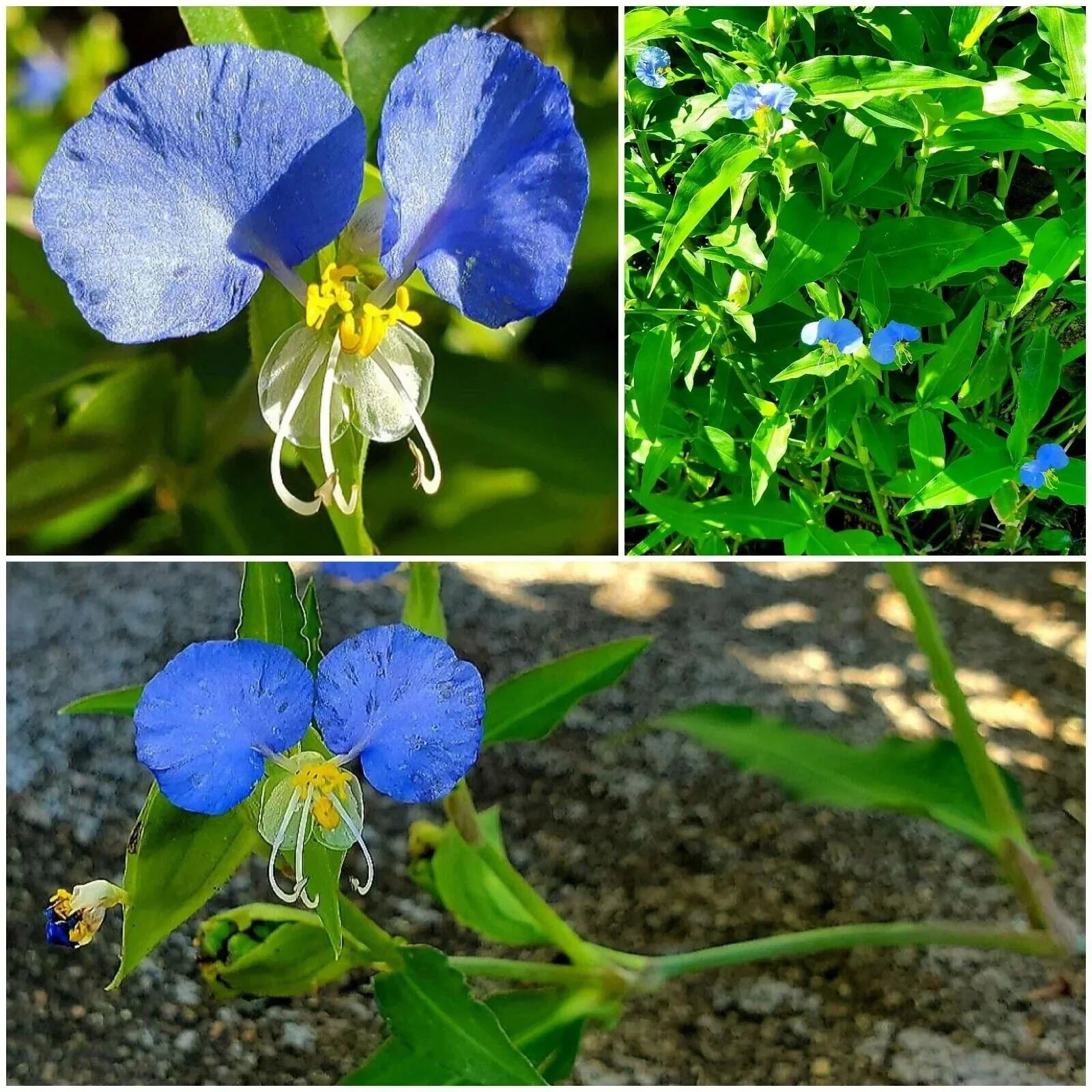 Spiderwort Day Lily Plants - Fresh Cuttings, Wandering Jew Blue, Easy Care, Tradescantia zebrina