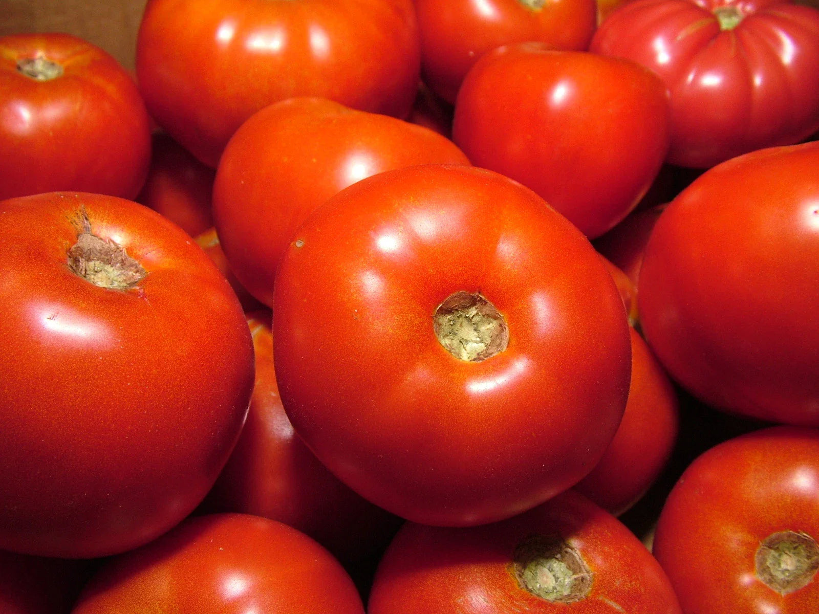 Rutgers Bulk Tomato Seeds - 100 Seeds - Solid Variety - Great Slicer - Perfect for Home Gardening - Solanum lycopersicum