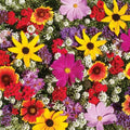 Monarch Butterfly Wildflower Mix Seeds - 100+ Colorful Wildflowers with Milkweed - Pollinator Garden Seeds