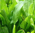 Large Leaf Sorrel Seeds 1000+ Perennial Green Vegetables Rumex acetosa - Free Shipping