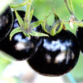 European Black Cherry Tomato Seeds | 100 Heirloom Non-GMO Seeds | Sweet & Tasty Variety | Rare Juicy Tomatoes