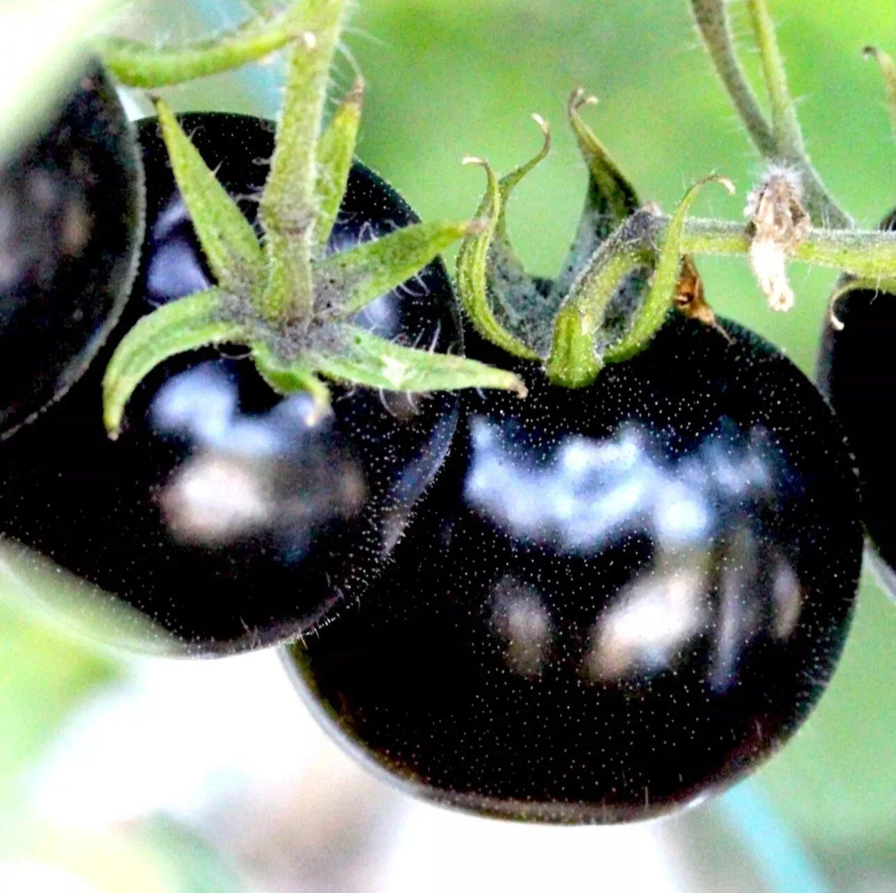 European Black Cherry Tomato Seeds | 100 Heirloom Non-GMO Seeds | Sweet & Tasty Variety | Rare Juicy Tomatoes