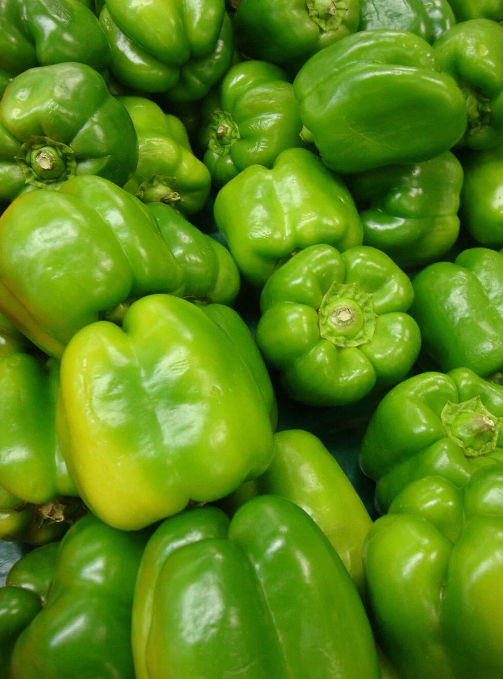 Yolo Wonder Pepper Seeds 50+ Non-GMO Sweet Bell Vegetable Seeds for Garden (Capsicum annuum)