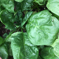 Giant Noble Spinach Seeds, Heirloom, NON-GMO, Giant Leaf, Organic Spinacia oleracea, Free Shipping
