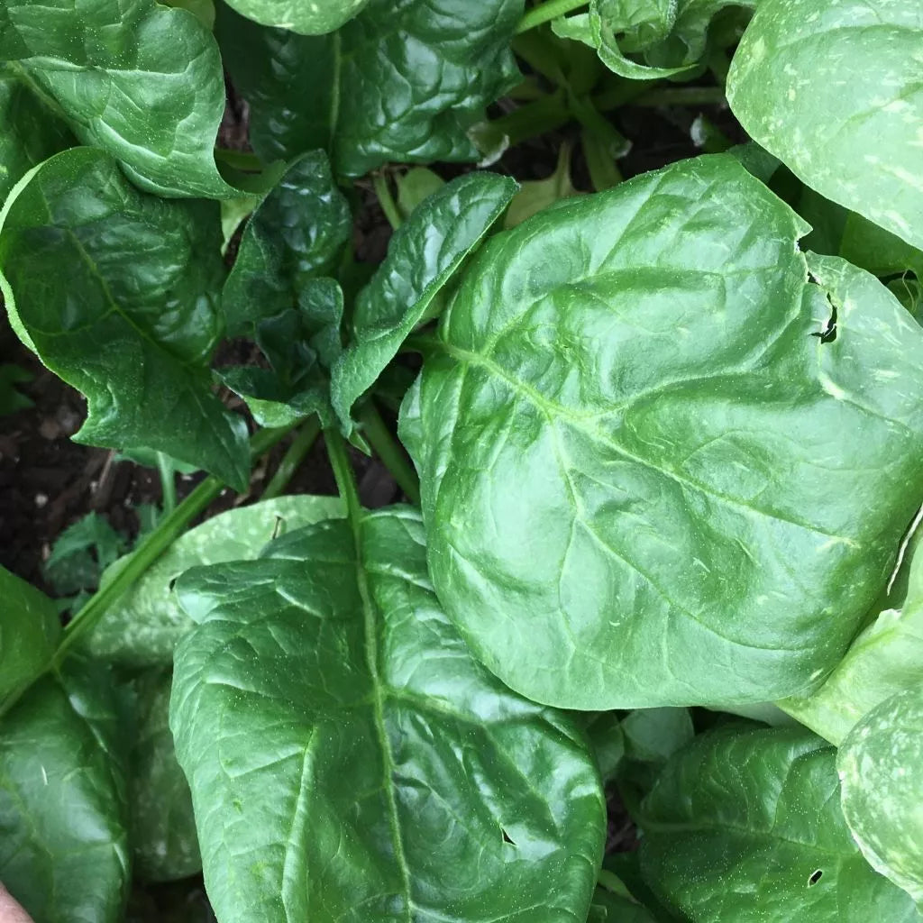 Giant Noble Spinach Seeds, Heirloom, NON-GMO, Giant Leaf, Organic Spinacia oleracea, Free Shipping