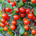 Tomato Seeds - 100+ Small Red Cherry Variety - Solanum lycopersicum - Free USA Shipping