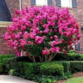 Crape Myrtle Tree Seeds - Fast Lilac Flower Plant - Lagerstroemia Indica