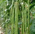 Green Yard Long Bean Seeds - 30+ Count | Non-GMO Heirloom Asian String Beans | Sitaw