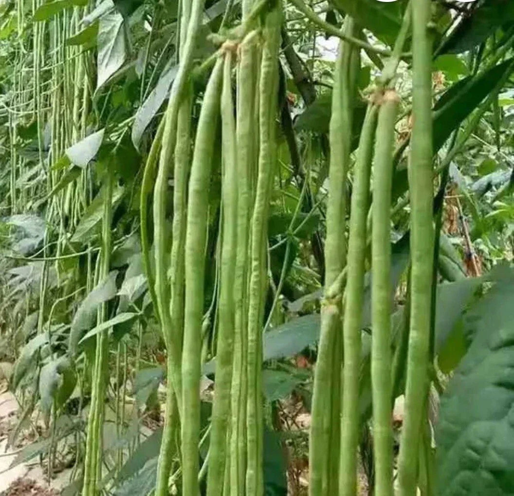 Green Yard Long Bean Seeds - 30+ Count | Non-GMO Heirloom Asian String Beans | Sitaw