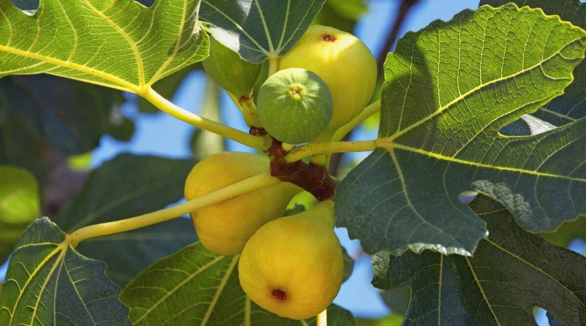 Yellow Long Neck Fig Seeds - 100+ Count - Perfect for Garden Planting - Ficus carica