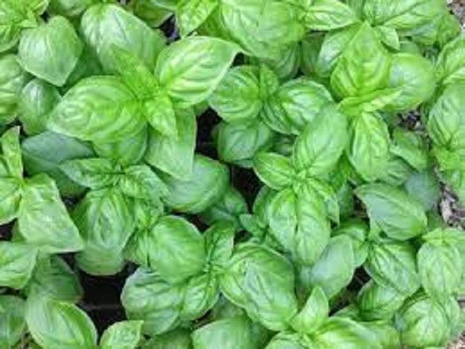 Premium Genovese Basil Herb Seeds - Fresh Organic Heirloom Variety - Ocimum basilicum