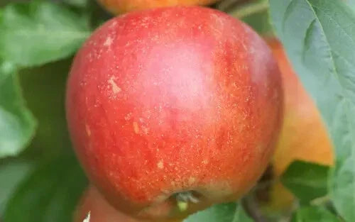 Queen Cox Apple Seeds - 25+ Seeds for Garden Planting - Malus domestica - USA - Organic, Heirloom Variety