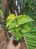 Giant Variegated Golden Pothos Plant - Hawaiian Climbing - Larger Trunk, Not Monstera (Epipremnum aureum)