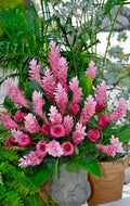 Hawaiian Hot Pink Ginger Plant - Small Rooted Starter - Alpinia Purpurata - Tropical Flowering Plant