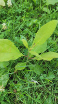 Organic Sassafras Trees - Bare Root - 3 Pack - Ready to Plant - Sassafras albidum