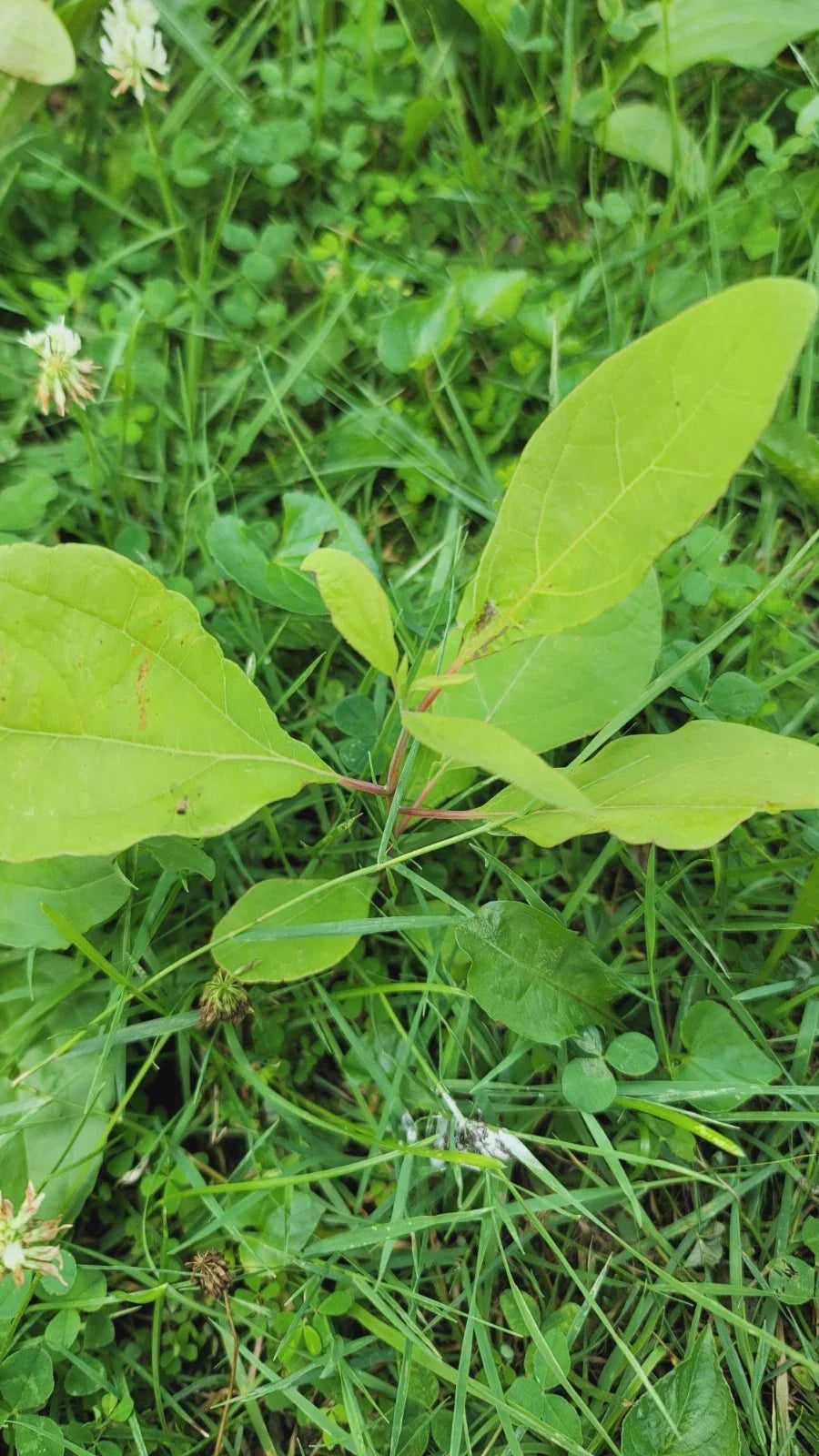 Organic Sassafras Trees - Bare Root - 3 Pack - Ready to Plant - Sassafras albidum
