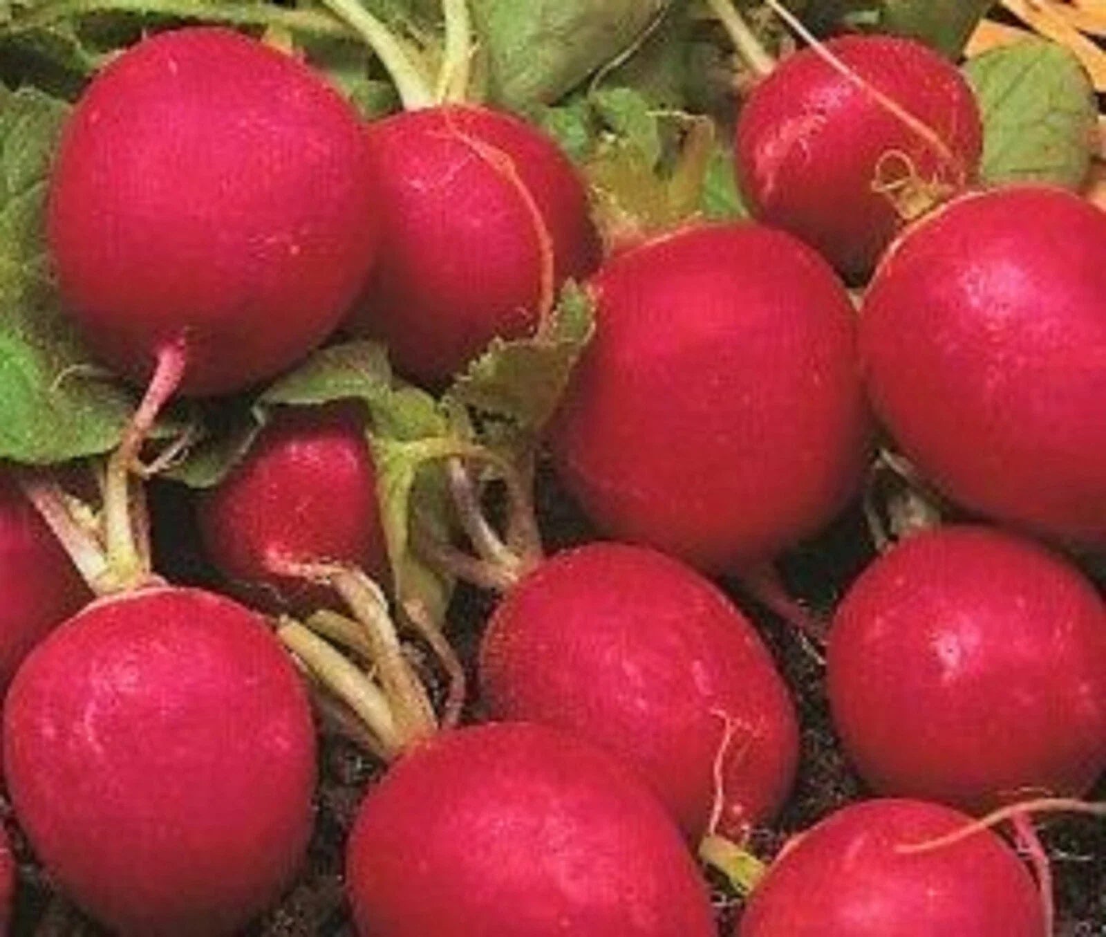 Crimson Radish Seeds - 100+ Non-GMO Seeds - Raphanus sativus - Heirloom Vegetable Garden Seeds for Planting