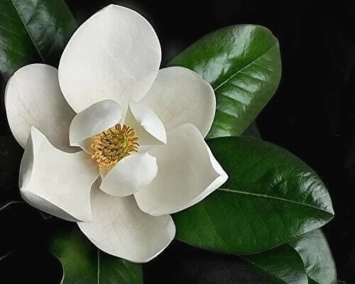 Southern Magnolia Cuttings - 8 Rooting and Grafting Cuttings - Magnolia grandiflora