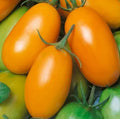 Orange Roma Tomato Seeds - 50+ Paste Variety, Indeterminate, Garden Vegetables, Lycopersicon esculentum