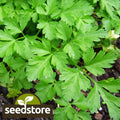 Giant Italian Parsley Seeds | Heirloom Non-GMO Herb Seeds | Petroselinum crispum