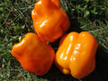 Orange King Bell Pepper Seeds - Sweet Heirloom Organic Non-GMO - Capsicum annuum