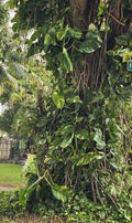 Giant Variegated Golden Pothos Cuttings - 3 Node Hawaiian - Epipremnum aureum
