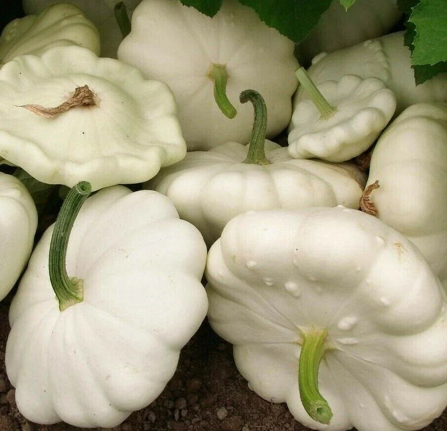 White Bush Scallop Squash Seeds 25+ Pack, Summer Squash, Pattypan, Heirloom Gardening