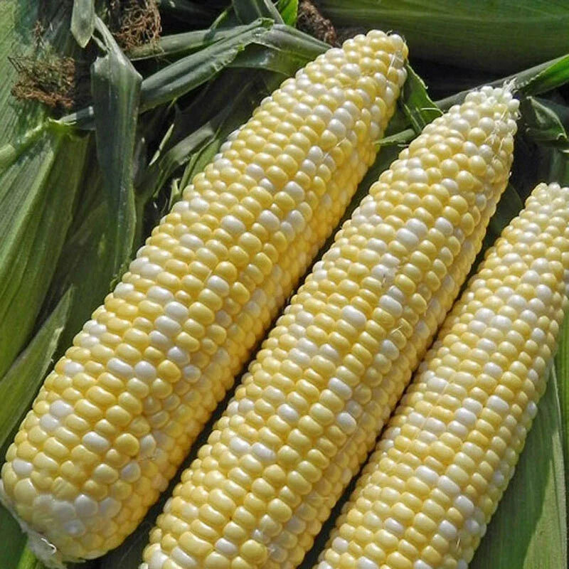 Sweet Corn Seed Pack - Enchanted Variety - Non-GMO Fresh Seed - Zea Mays