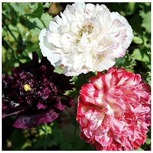 170 Seeds Antique Flemish Poppy Double Mix - Papaver Somniferum - Bulk Flower Seeds for Garden Planting - GroCo USA