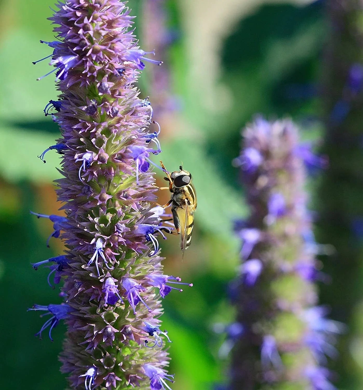 Anise Hyssop Seeds for Planting - 200 Seeds - Stunning Wildflowers - Agastache foeniculum