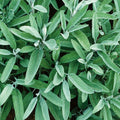 Fresh Sage Herb Seeds - 5 Pack - Salvia officinalis - Free USA Shipping